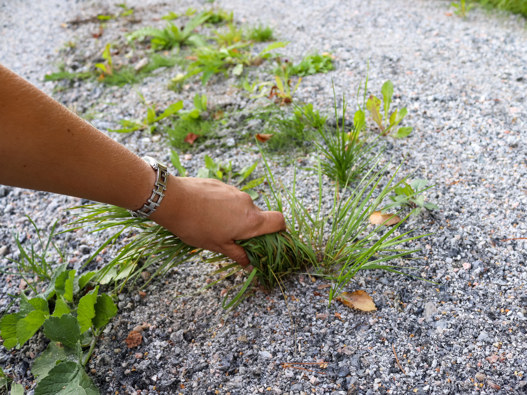 The Ultimate Guide on How To Kill Grass in Gravel 